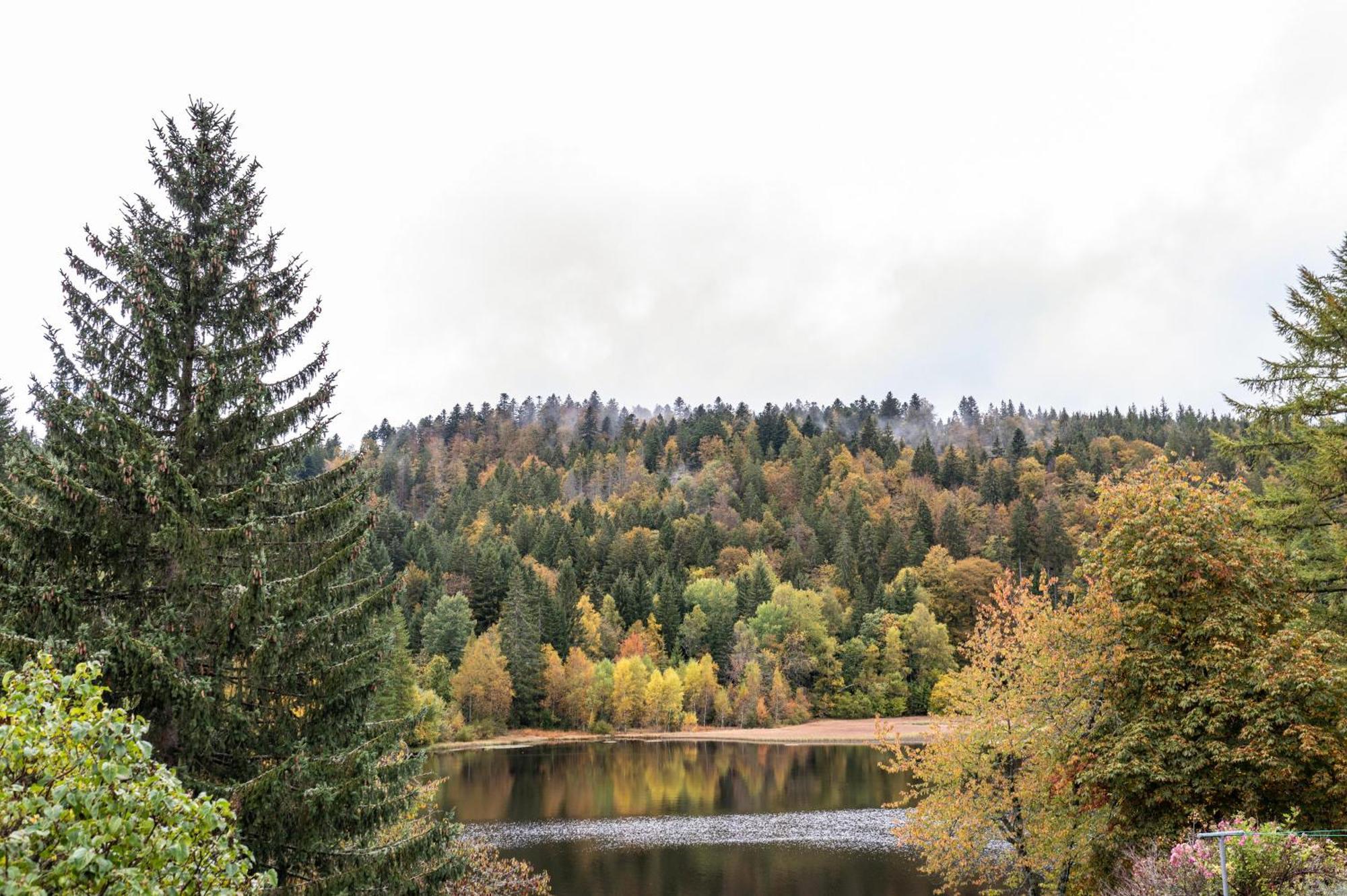 Landhaus Am Schmiedebach Wittenschwand 外观 照片